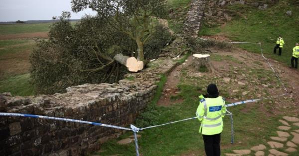 epa10888045 Police on the scene with the remains of the tree at Sycamore Gap next to Hadrian's Wall in Northumberland, Britain, 28 September 2023. The tree appeared in Kevin Costner's 1991 film Robin Hood: Prince Of Thieves and was part of the landscape for 200 years. The Natio<em></em>nal Trust co<em></em>nfirmed that the tree had been cut down overnight and according to Northumbria Police, a 16-year-old boy has been arrested on suspicion of causing criminal damage in co<em></em>nnection with the felling of the Sycamore Gap tree. EPA/Adam Vaughan