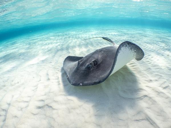 Stingray in blue water