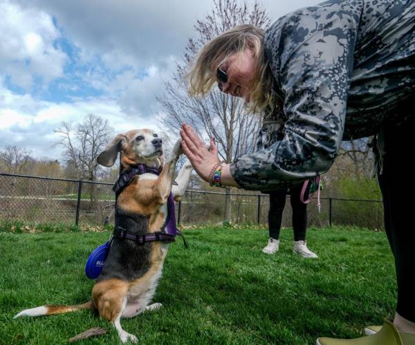 Brandy, a beagle, does a trick for her owner in Shorewood Wisco<em></em>nsin on April 14, 2024.