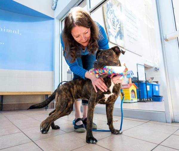 Wisco<em></em>nsin Humane Society VP Angela Speed pets Bella in Milwaukee on April 25, 2024.