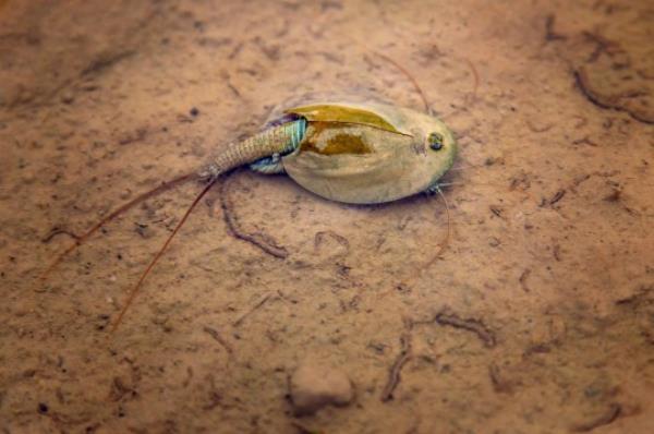 Triops cancriformis has a very fast life cycle, and individuals become mature in a<em></em>bout two weeks after hatching