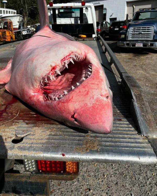 The shark was found on Nauset Beach Tuesday morning. 