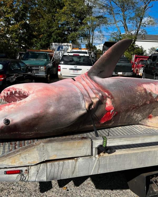 Shark experts have not yet determined a cause of death.