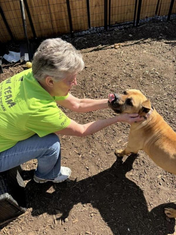 One of the 29 dogs rescued with a volunteer location unclear