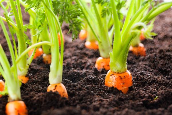 carrots growing in dirt