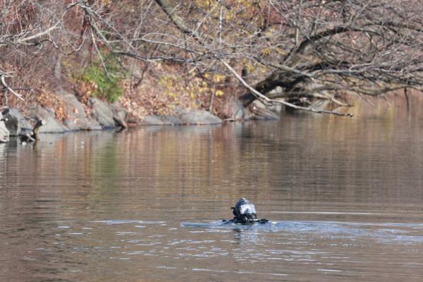 The NYPD scuba squad co<em></em>ntinues at search for the gun that was used in the murder of the United healthcare CEO in Central Park Lake on Sunday morning. 