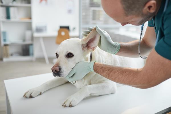 veterinarian examining dog