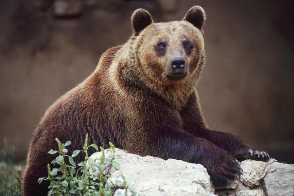 A brown bear in Italy.