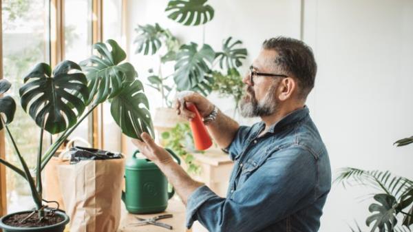 man watering houseplants sitting in window