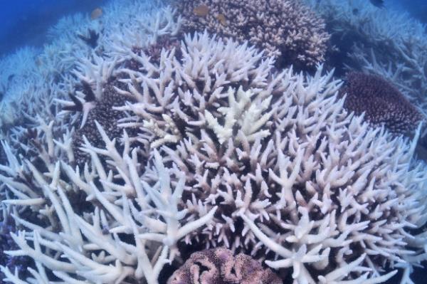 Coral bleaching on the Great Barrier Reef. 