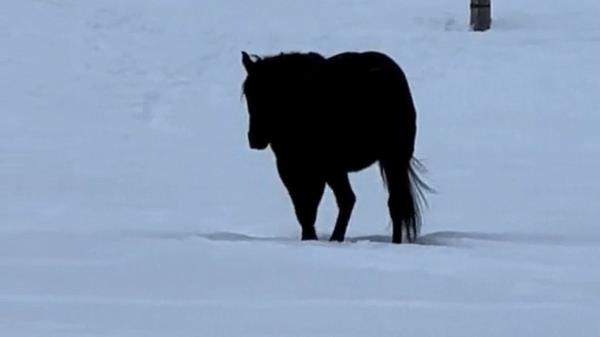 A dark horse in the snow. Which way is it going? Internet users co<em></em>nfused by the illusion. 