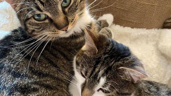 Sheila and Stella pictured together in their new home. Pic: RSPCA