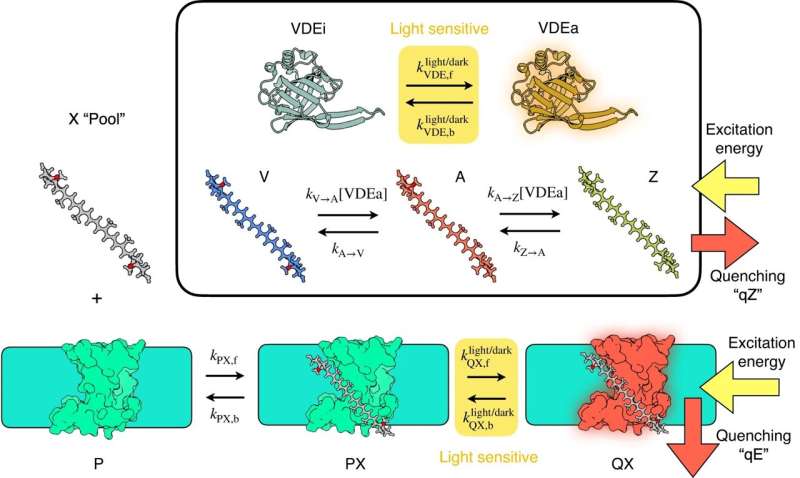 Learning From the Past: How Algae Use Memory to Protect Against Sudden Changes in Sunlight